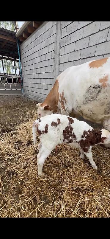Inəklər, öküzlər: Satılır: inək buzovu ilə birlikdə - Cins tipi: Simental tipli — 6