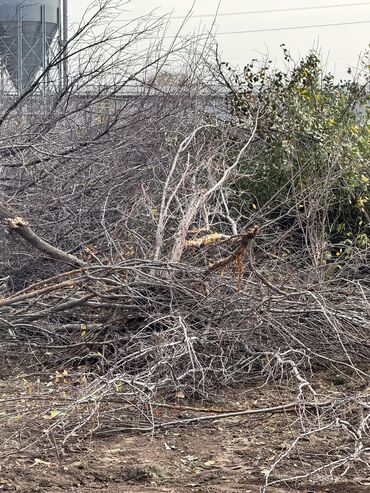 найденные документы: Отдам даром дрова самовывоз новопокровка