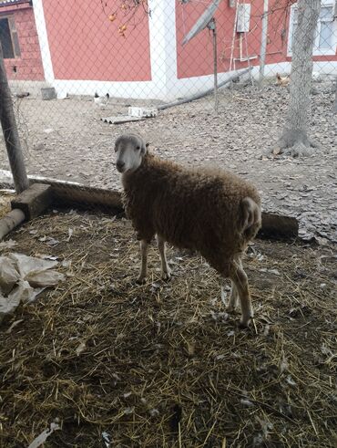 Qoyunlar, qoçlar: Hər ikisi cins quzlaridir iksdə dişdir 5-6 aylıq quzlardir qiyməti — 9