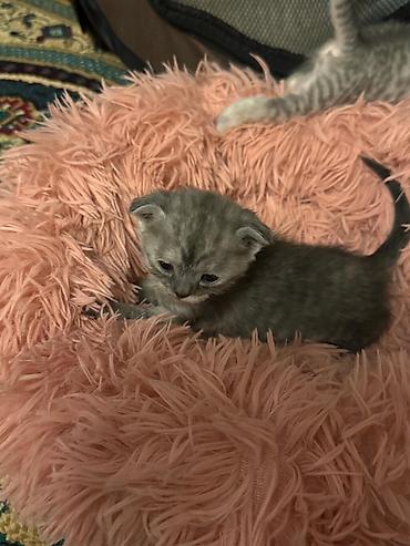 Pişiklər: Yaxşı əllərə — 3