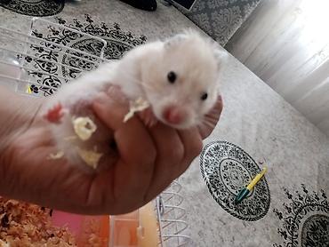 Qəfəsi ilə birlikdə 30 manat Məhsul: Hamster (ağ tüklü, qara