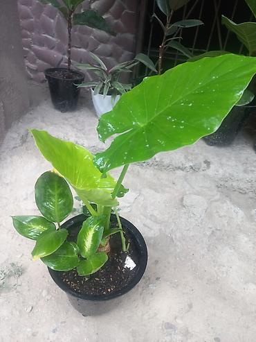 алоэ купить: Алоказия (Colocasia/Alocasia) в горшке - Эффектное тропическое — 2