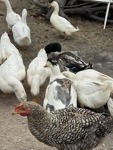 Ördəklər: Ördek sürüsü satılır - Növ: ev təsərrüfatı üçün ördəklər (ağ, ala və — 2
