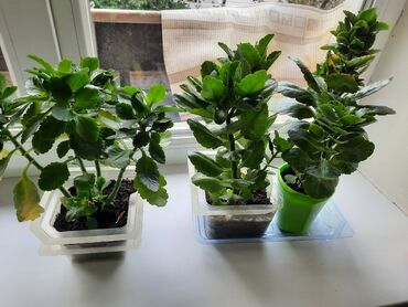 люстры каракол: Каланхоэ декоративное (Kalanchoe blossfeldiana). Комнатные суккуленты