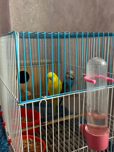 Bülbüllər: 1 cut vistivka ve cut valnis papuqay hazir cavan cutlerdi — 12