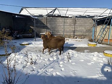 Баран, овца: Продаю | Овца (самка) | Арашан | Для разведения — 6