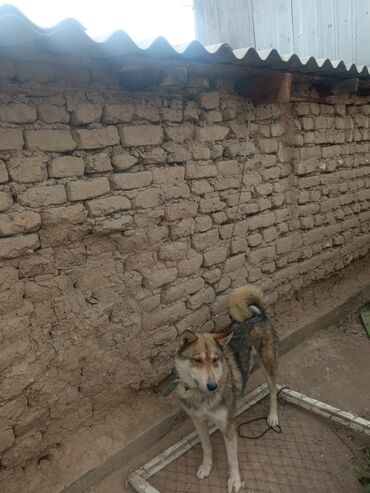 продажа собак чихуахуа: Лайка западна сибирская кабель только для вязки