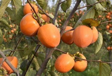 Tinglər: Telman Tingçilik – meyvə və ağac tingləri QEYD. şekildeki meyveler — 7