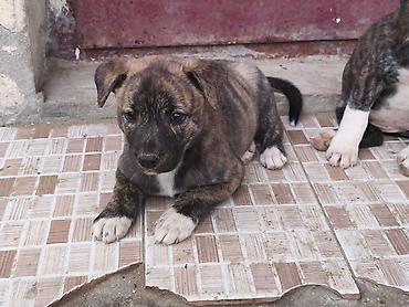 pit dermani: 1 ay — 8