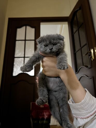 купить вислоухого котенка в бишкеке: Продаю Шотландского вислоухого котенка 2 месяца Приучена к лотку В
