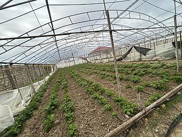 dam ortukleri: İstixana kompleksi – dam örtüyü karkaslı, tam işlək əkin sahələri və — 4