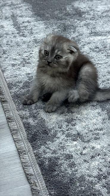 Pişiklər: Şotland, Erkək, Dişi — 15