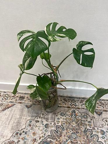 Монстеры: Монстера вариегатная (Monstera deliciosa variegata) — комнатное — 8