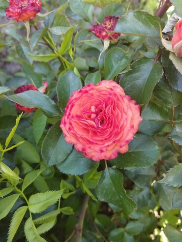 Садовые цветы и кустарники: Садовые розы — срезочные и для посадки Описание: - Разновидности — 17