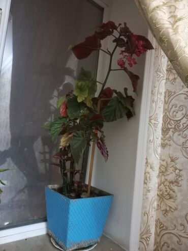 dəmir tikanı bitkisi: Beqoniya