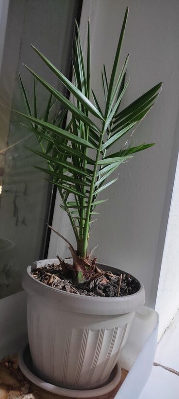 большие растения: Финиковая пальма 50 см, больше 3 лет