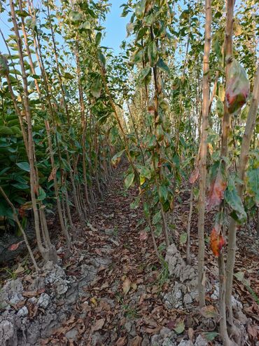 Tinglər: Her sor tinglermiz movcuddur yerli və xarici sortlar var sortlara — 2