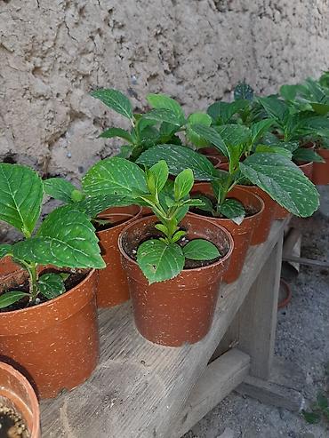 green leaf: Саженцы Самовывоз — 4