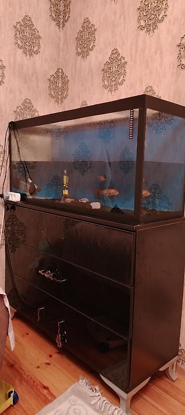 akvarium baliq novləri: Böyük ölçülü şüşə akvarium + şkaf dəsti - Ölçü: 120 sm uzunluq, 50 — 2