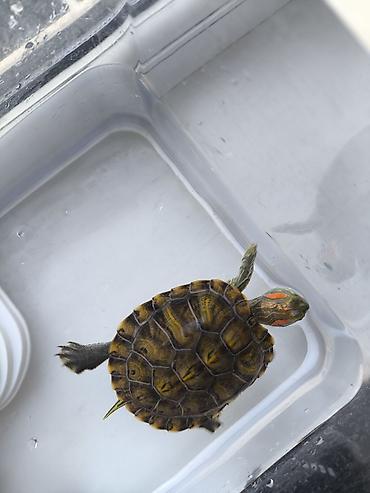 Аквариумы: Красноухая черепаха (Trachemys scripta elegans) с комплектом — 4
