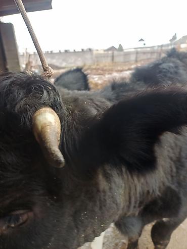 Коровы, быки: Продаю | Корова (самка) | Голштин | Для молока | После отела — 5
