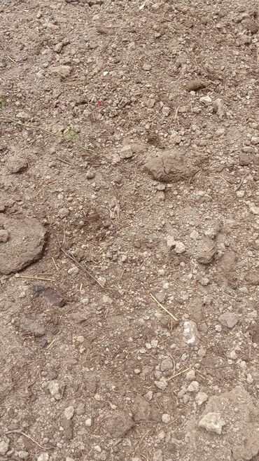 Toxumlar: Kefietli qazon
jefietli iş
kefietli torf
bizdedir — 13