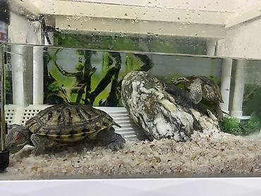 Akvariumlar: Dördbucaq akvarium, Balıqlarla birlikdə, 12 l, Ünvandan götürmə — 4