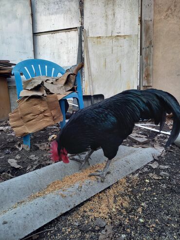 Куры, петухи: Продаю | Куры | Домашняя | Для разведения — 10