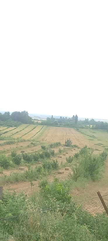 Anbar və emalatxanalar: Ünvan: Qusar şəhəri Ləyər kəndi (ləzgi ləyər) 1hk 68 sot bağ yeri — 4