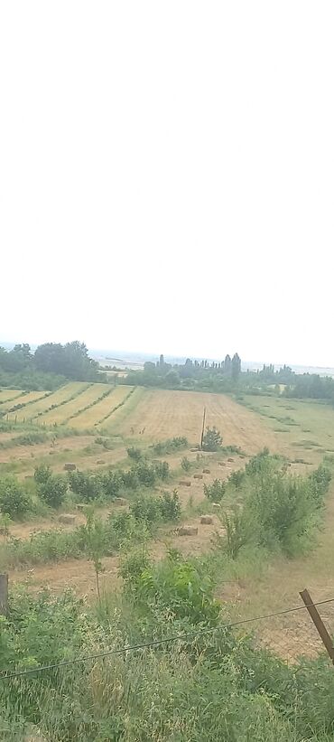 Torpaq sahələrinin satışı: Kənd təsərrüfatı — 20