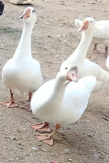 danisan qus: Bu ilin cavan quşları satılır. Hamısı cavandır və sağlamdır. Qazlar — — 1