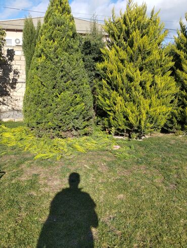 Bağbanlar: Bağban, 35 yaş, Təcrübəli — 4