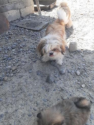 İtlər: Pekines, 5 ay, Erkek, Ödənişli çatdırılma — 9