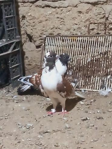 Göyərçinlər: Salam 6 dene secme quşlardi hamsi saglam bala veren heyvandi ucuşlarda — 7