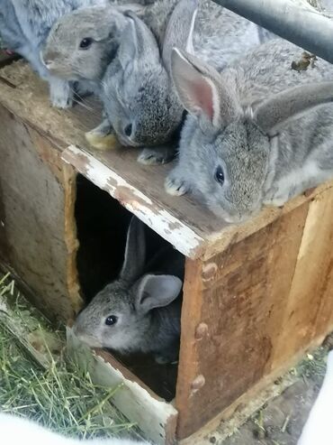 кролики фландр: Кролики Фландр в наличии, подробности только по телефону. #кролики