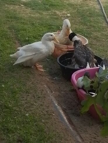 Ördəklər: Ev şəraitində bəslənən ördəklər - Növ: məişət üçün saxlanılan — 3