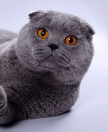 Кошки: Вязка роскошный кот породы scottish fold вислоухий ищет кошку для