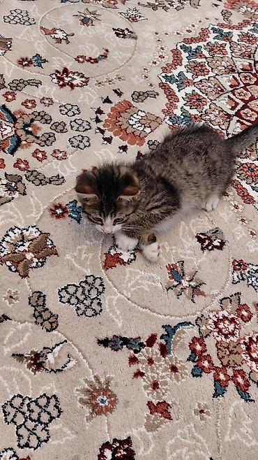 Pişiklər: Erkək, Ünvandan götürmə — 7