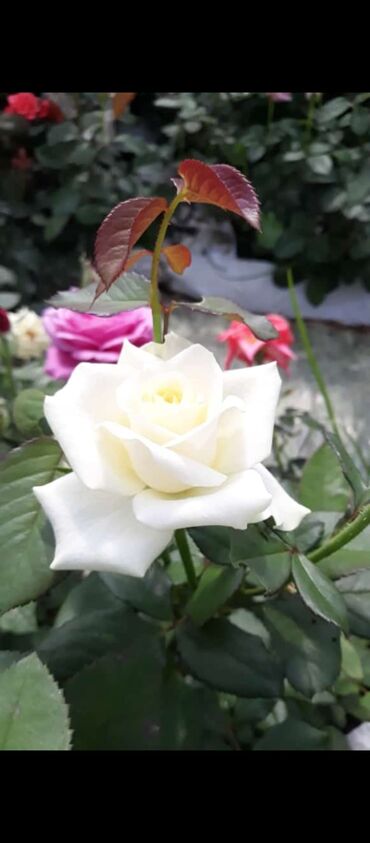 Tinglər: Məhsul: Gül kolları (gül tingləri) - Növlər və rənglər: - — 14