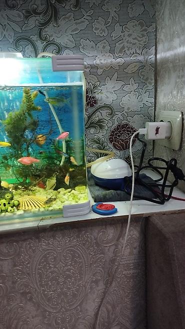 Akvariumlar: Dördbucaq akvarium, Balıqlarla birlikdə, 19 l — 3