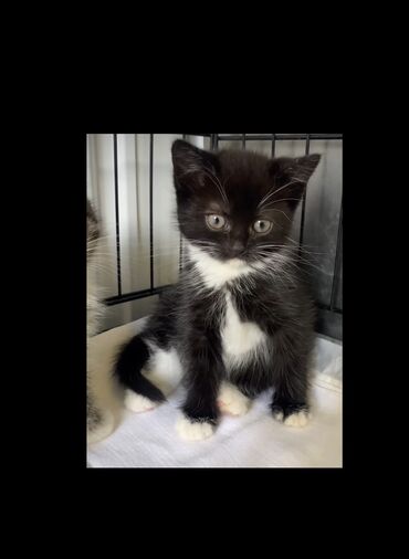 ən ucuz pişiklər: Şirin qara-ağ pişik balası - Rəng: tuxedo Tertemiz ev pisiyi cox