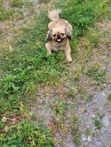 diri quzu qiymeti: Pekines, 1 il, Dişi, Peyvəndli, Ünvandan götürmə — 1