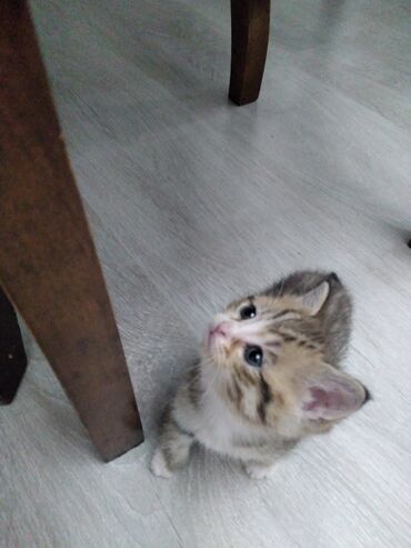 pişik pers: Qızıl şinşilla, Erkək, Dişi, Ünvandan götürmə, Ödənişli çatdırılma