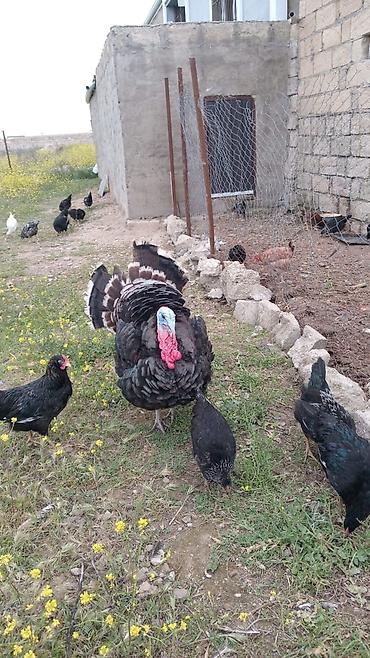 hinduska yumurtasi: 2.50 🦃Amerikan bronz hinduşka cinsidir. Yumurtaları təzədir hər gün — 2