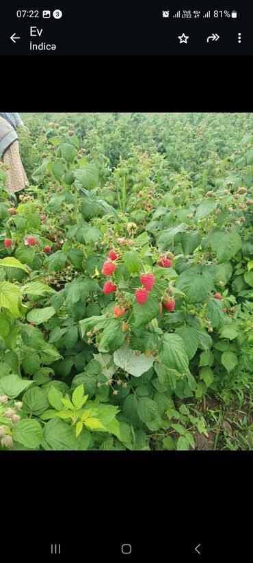 Meyvə və giləmeyvə: Məhsul: Təzə moruq (bağdan yığılmış) Təsvir: - Şirin, ətirli və — 10