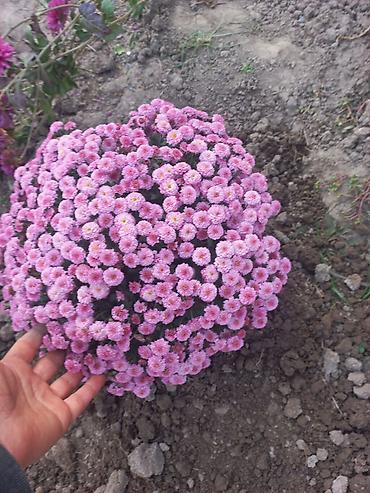 Другие виды семян и саженцев: Саженцы хризантем с пышной зеленой листвой, готовые к пересадке — 23