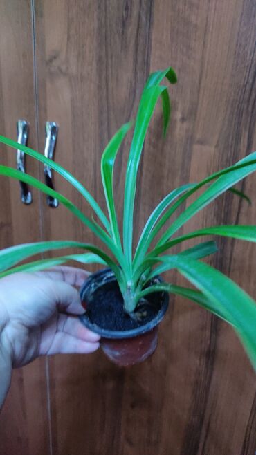 Хлорофитумы: Хлорофитумы. распродажа Хлорофитум - можно по праву назвать — 8