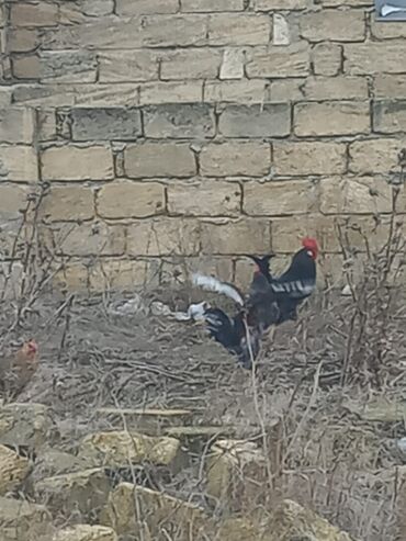 Toyuqlar: Toyuq, Damazlıq -da lalafo.az — 7 Toyuqlar: Toyuq, Damazlıq — 7