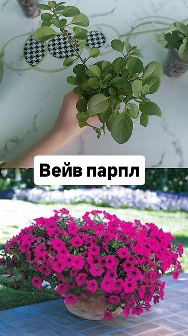 Другие садовые цветы и кустарники: Самовывоз — 7