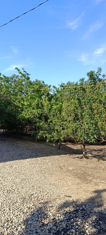 Torpaq sahələrinin satışı: 8 sot, Tikinti, Mülkiyyətçi, Kupça (Çıxarış) -da lalafo.az — 12 Torpaq sahələrinin satışı: 8 sot, Tikinti, Mülkiyyətçi, Kupça (Çıxarış) — 12
